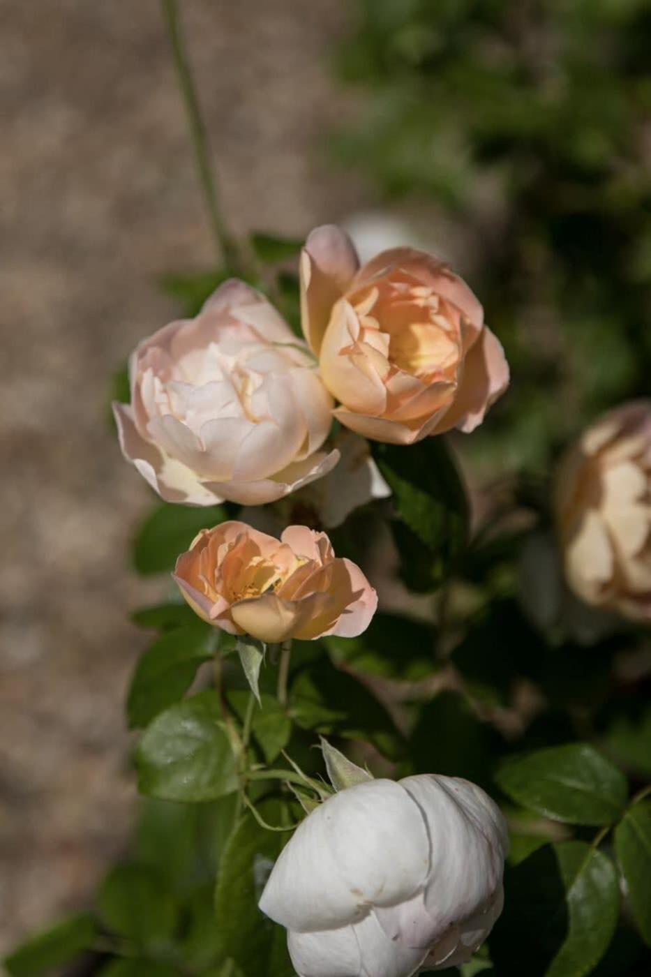Two Rose Walk Cottage Cotswolds Moreton-in-Marsh Ngoại thất bức ảnh